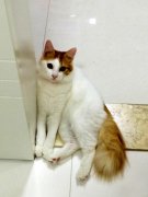 猫百科