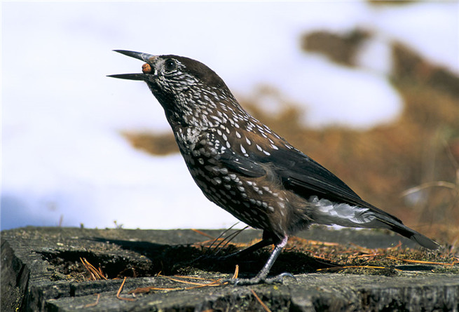 冬季鸦科鸟类往往成群觅食.乌鸦群尤其以其对谷物的破坏而著称.