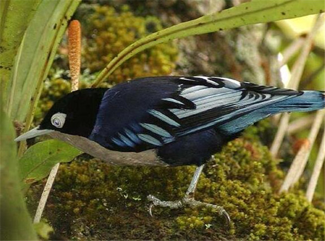 蓝鳾_蓝鳾同级分类_qq宠物百科网